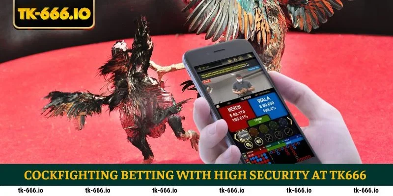 Cockfighting betting with high security at TK666