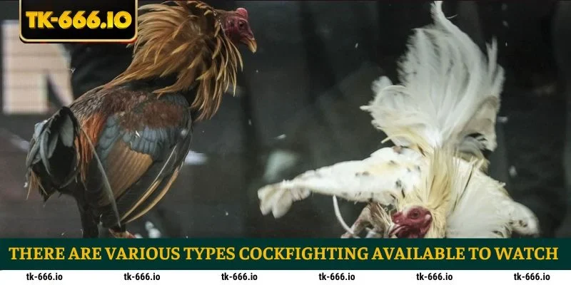 There are various types cockfighting available to watch